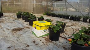 Image may contain: plant and outdoor